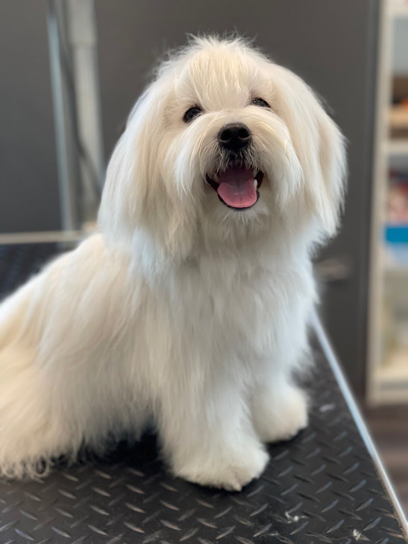 Wash Dog Riccione - Foto 5