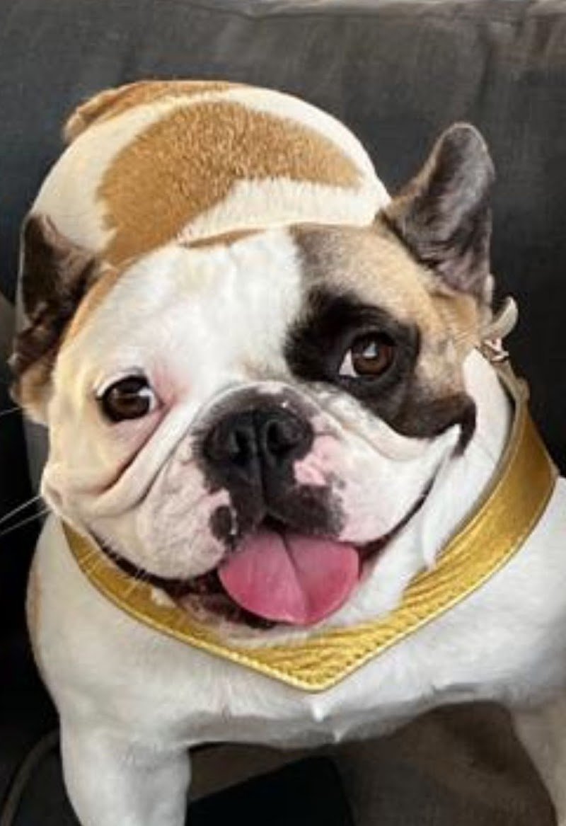 Wash Dog Riccione - Foto 6