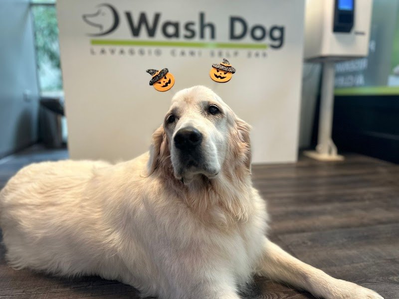 Wash Dog Rimini - Lavaggio Cani self-service e Toelettatura Professionale - Foto 3