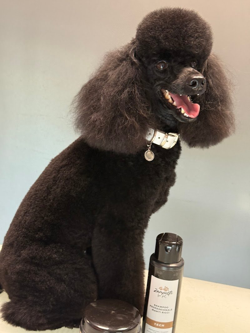 Wash Dog Rimini - Lavaggio Cani self-service e Toelettatura Professionale - Foto 4