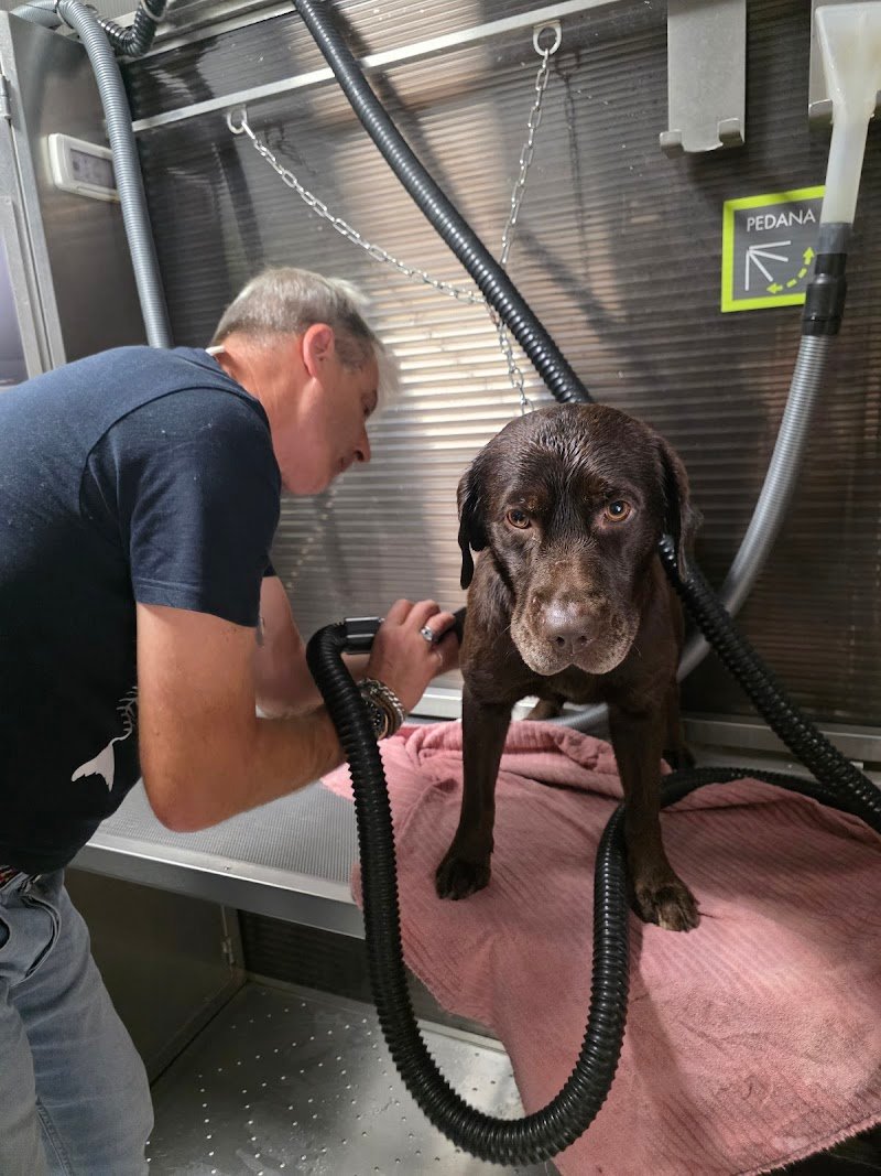 Wash Dog Rimini - Lavaggio Cani self-service e Toelettatura Professionale - Foto 5