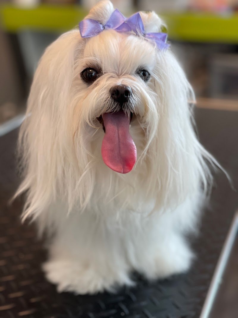 Wash Dog Rimini - Lavaggio Cani self-service e Toelettatura Professionale - Foto 6