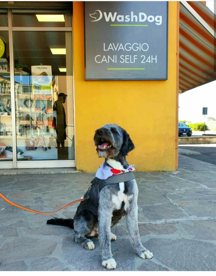 Wash dog Santarcangelo - Foto 1