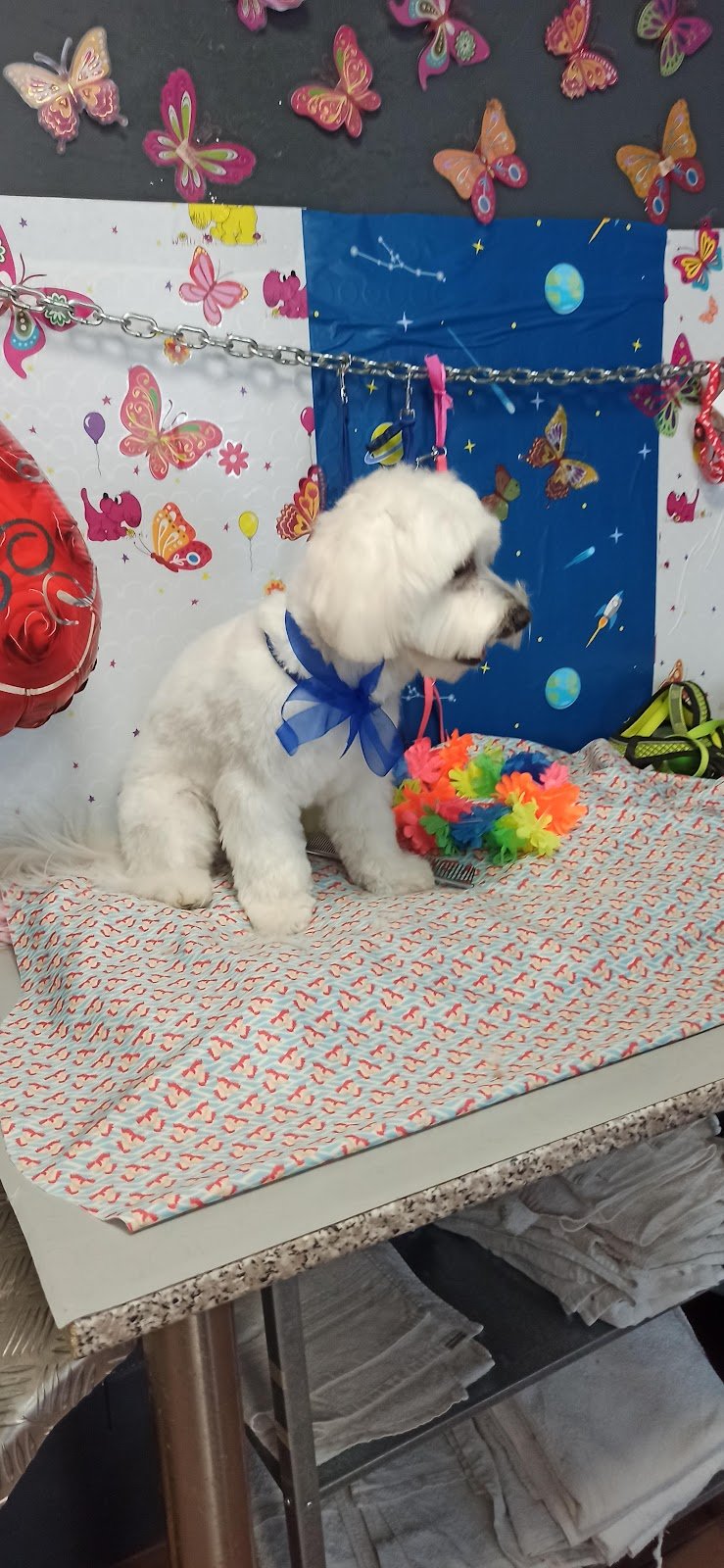 Wash dog Santarcangelo - Foto 2