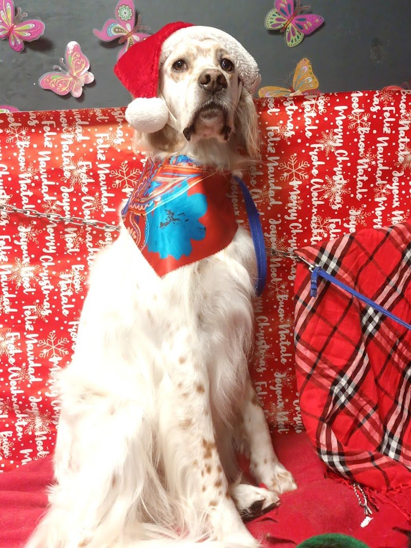 Wash dog Santarcangelo - Foto 3