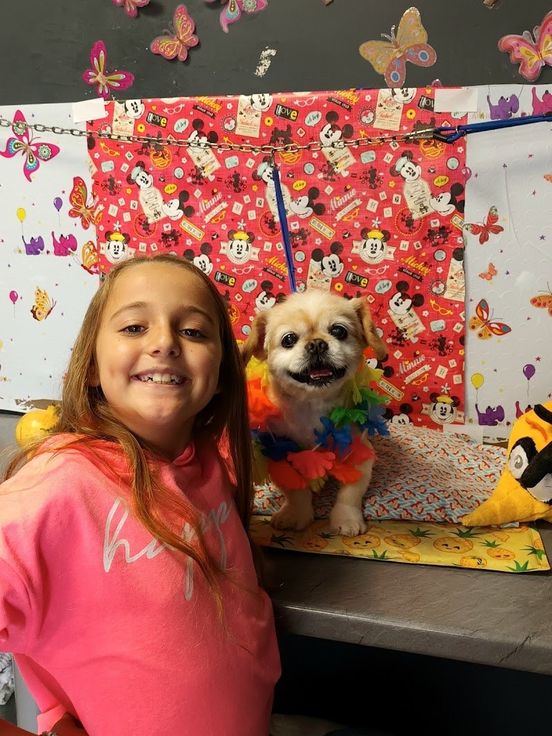 Wash dog Santarcangelo - Foto 5