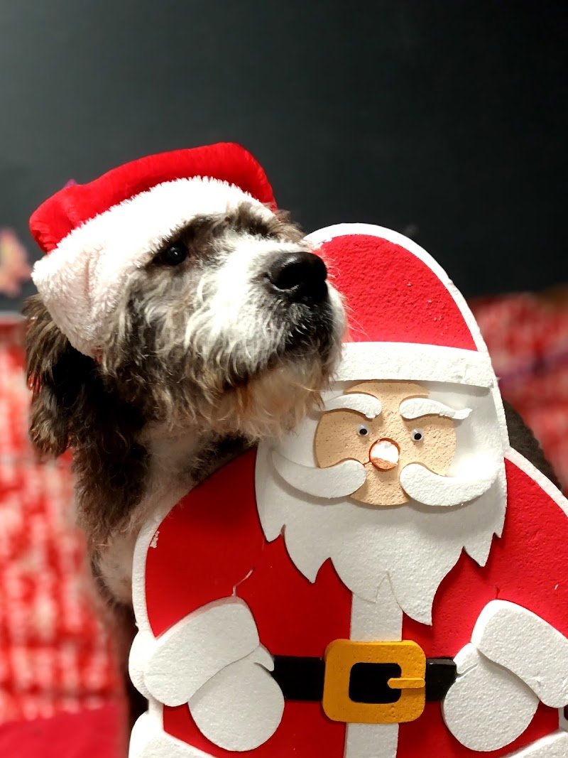 Wash dog Santarcangelo - Foto 6