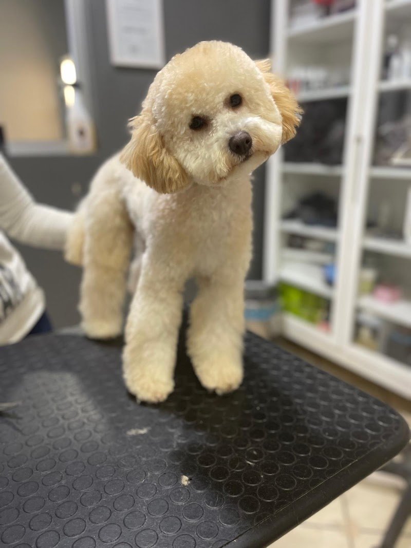 Wash Dog - Toelettatura Animali con Self Service 24h su 24 - Foto 2