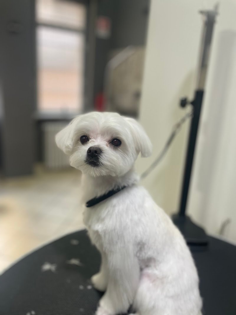 Wash Dog - Toelettatura Animali con Self Service 24h su 24 - Foto 3