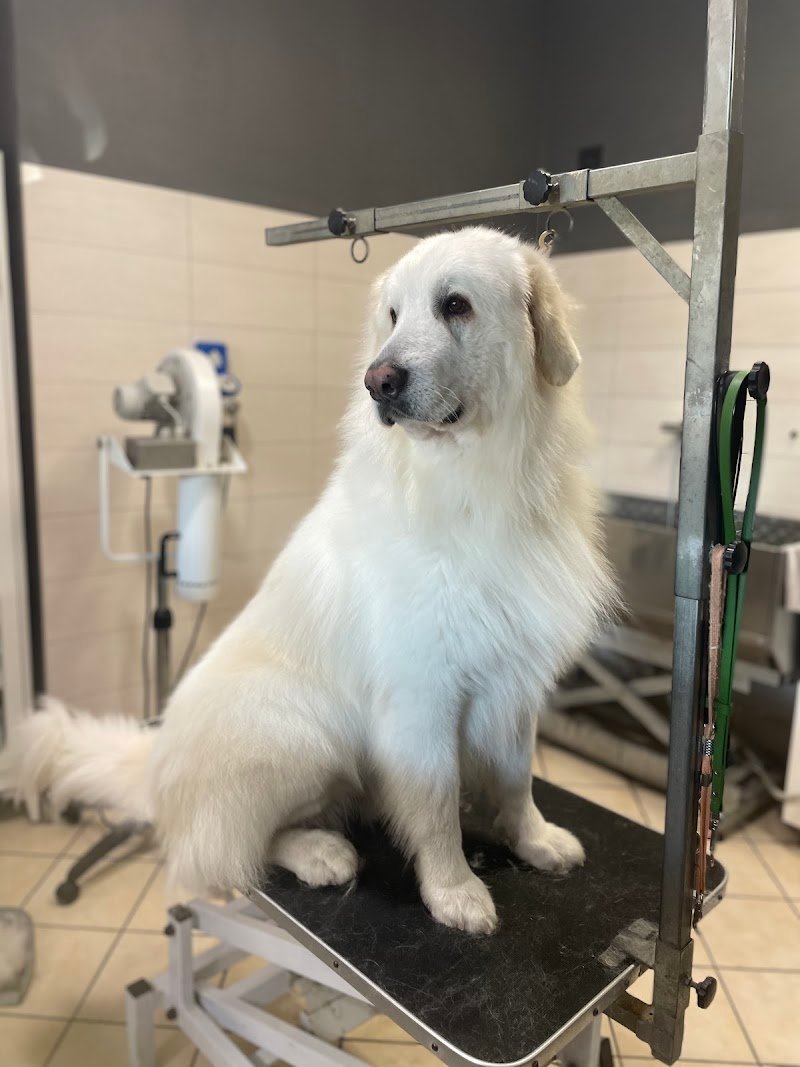 Wash Dog - Toelettatura Animali con Self Service 24h su 24 - Foto 5