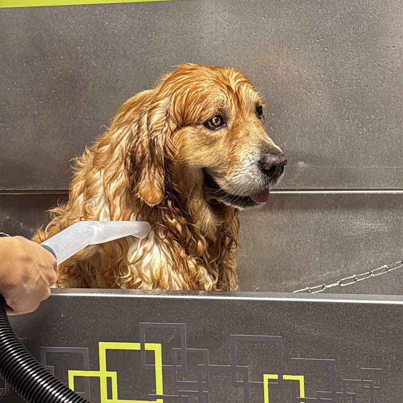 Wash Dog Torino Centro - Foto 4