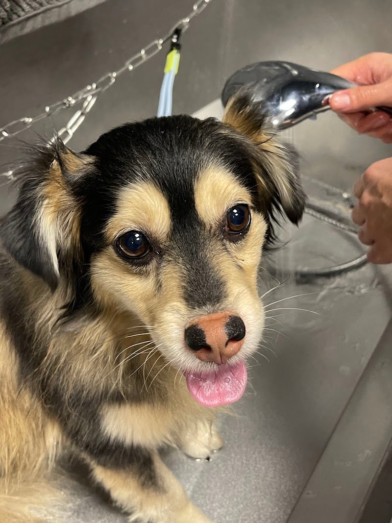 Wash Dog Torino Centro - Foto 5