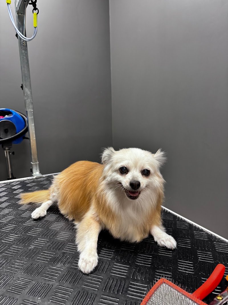 Wash Dog Torino Centro - Foto 6