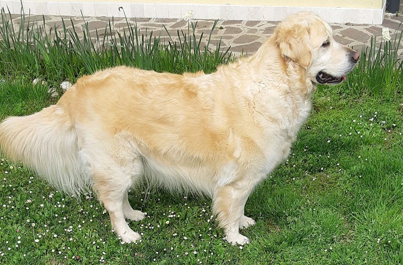 Wash Dog Treviso - Foto 6