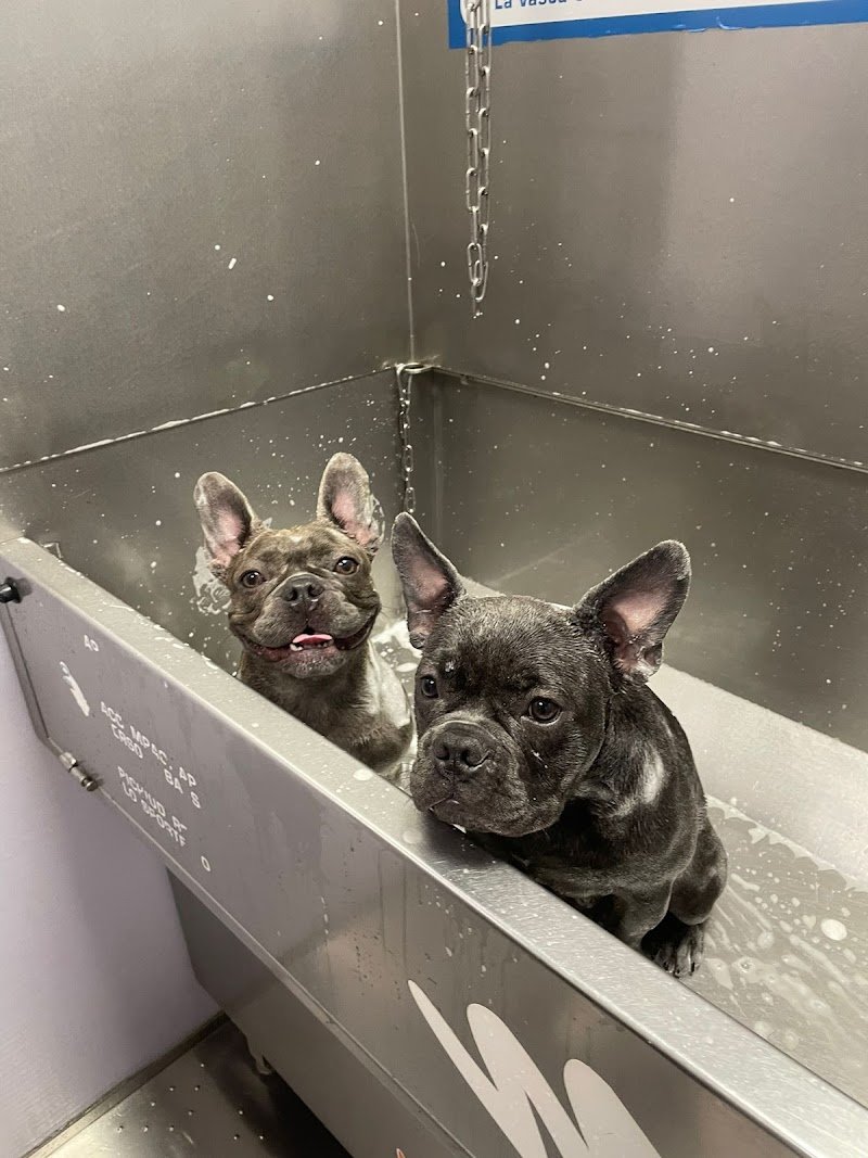 Wash Dog Vigevano - Foto 4