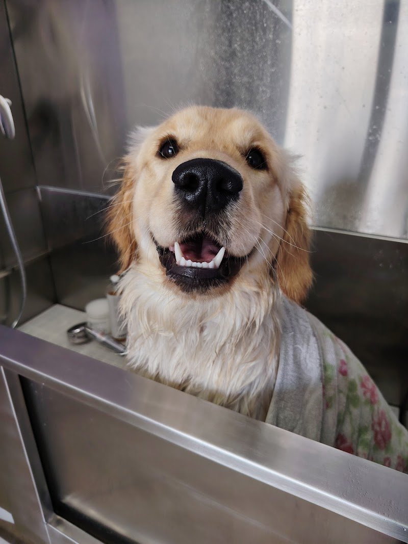 Wash Me! Toelettatura per cani - Foto 1