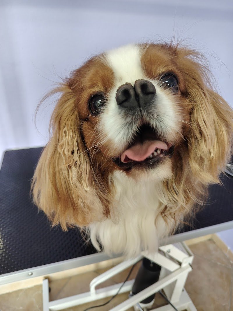 Wash Me! Toelettatura per cani - Foto 2