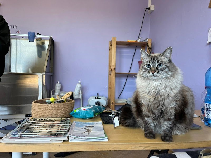 Wash Me! Toelettatura per cani - Foto 3