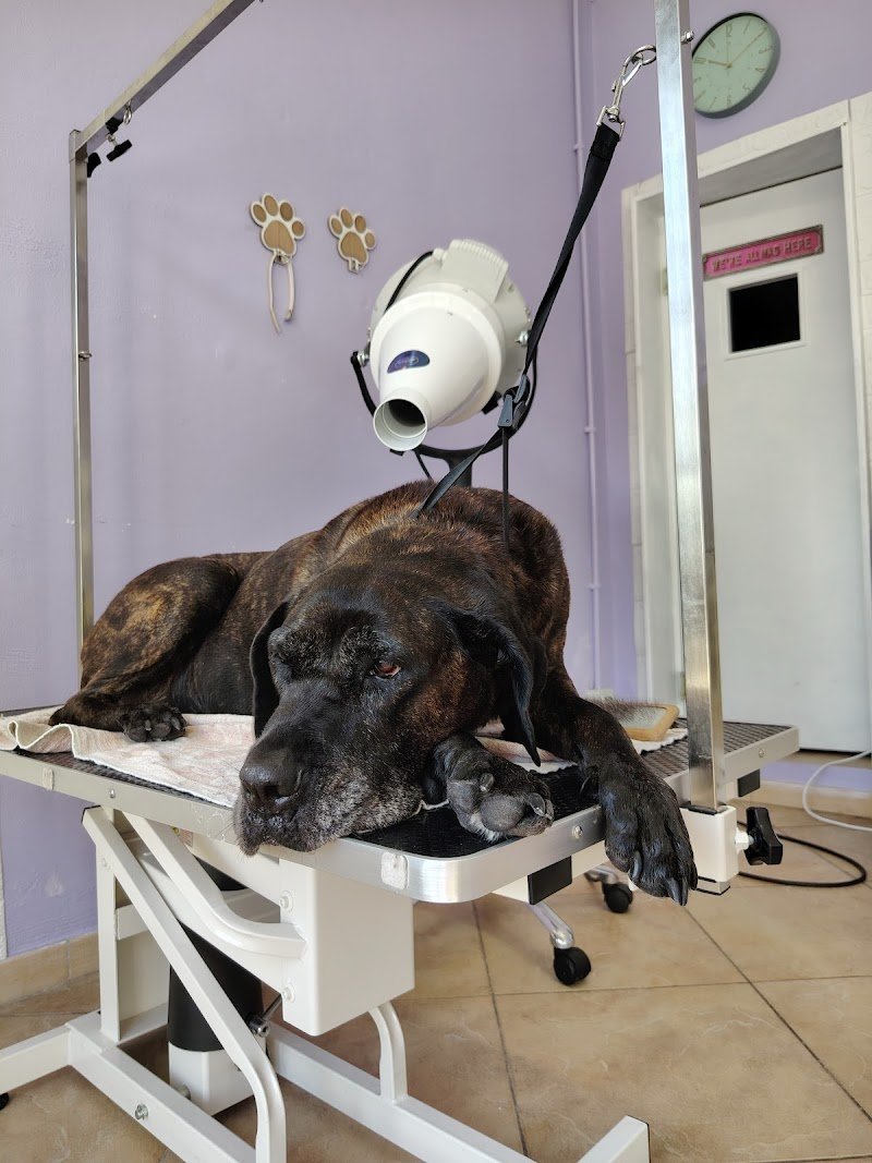 Wash Me! Toelettatura per cani - Foto 4