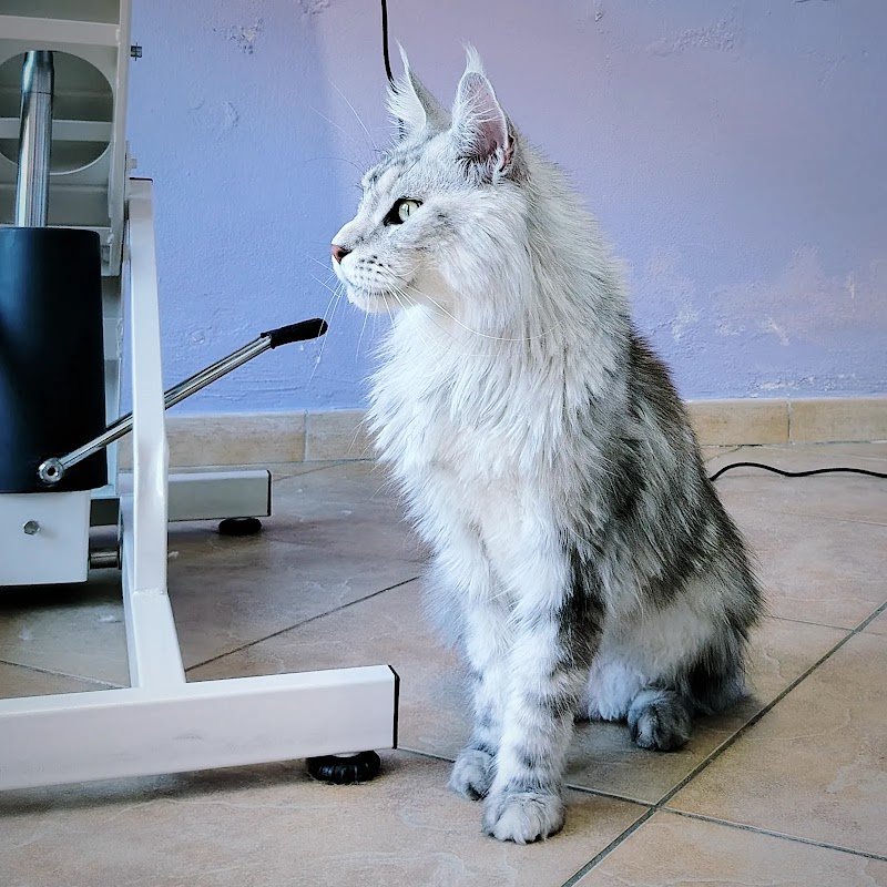 Wash Me! Toelettatura per cani - Foto 5