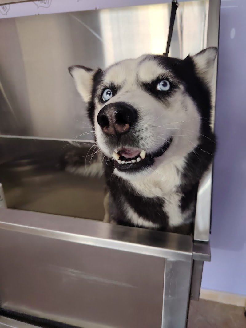 Wash Me! Toelettatura per cani - Foto 6