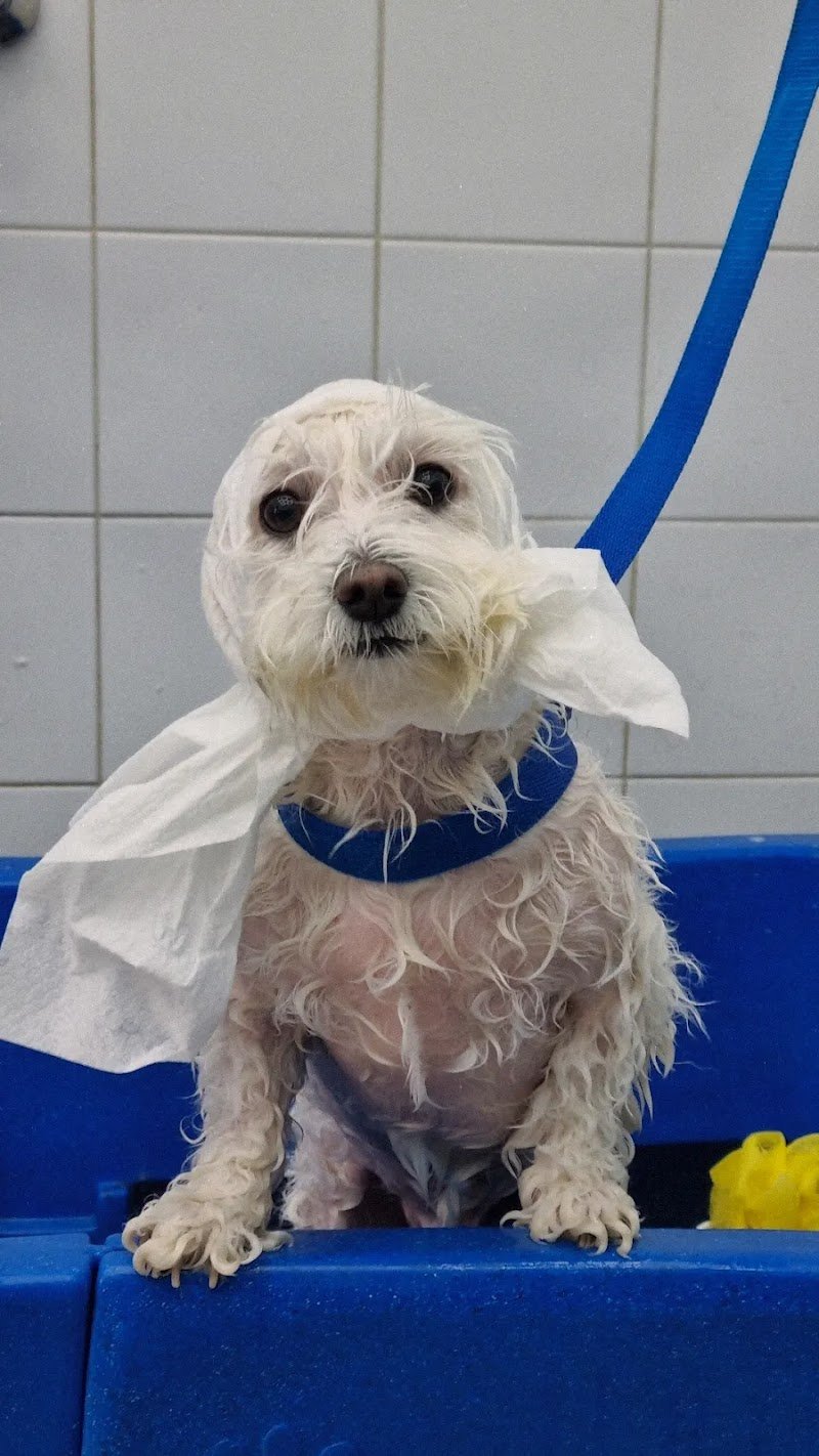 Wash Your Dog - Foto 2