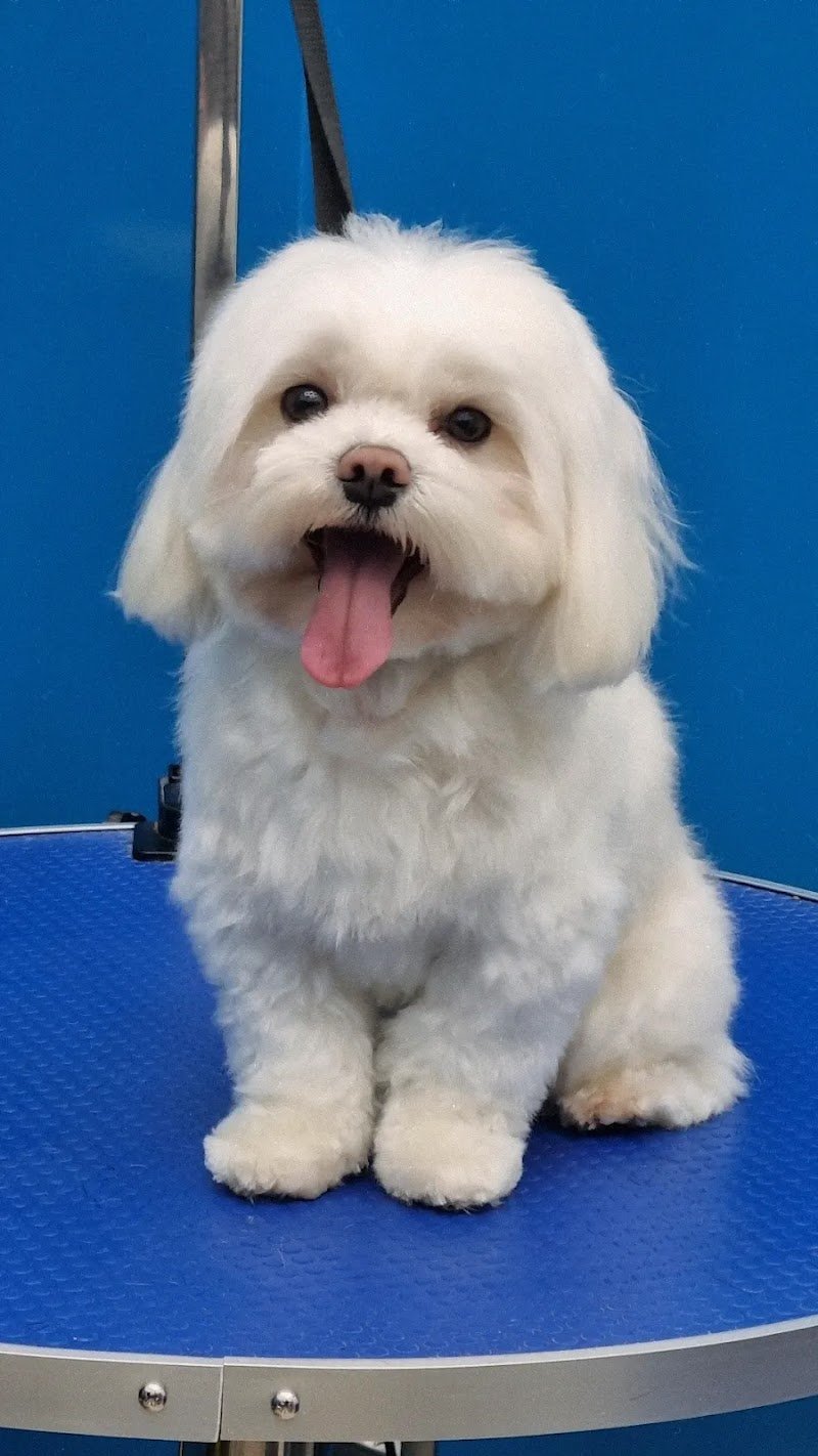 Wash Your Dog - Foto 4