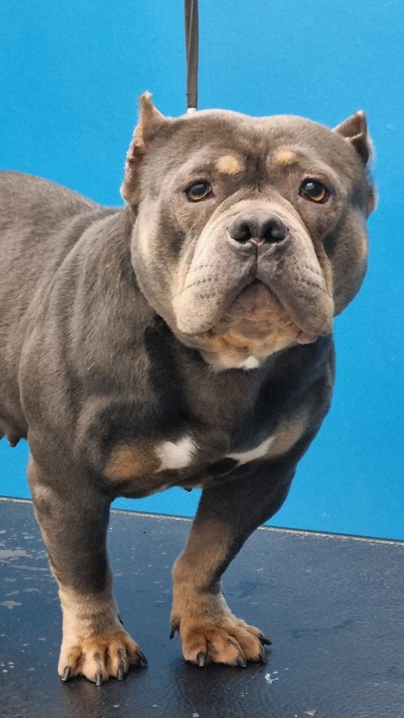 Wash Your Dog - Foto 5