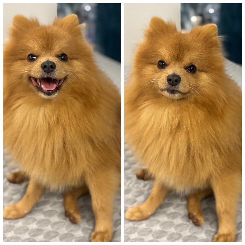 Wash Your Dog - Foto 6