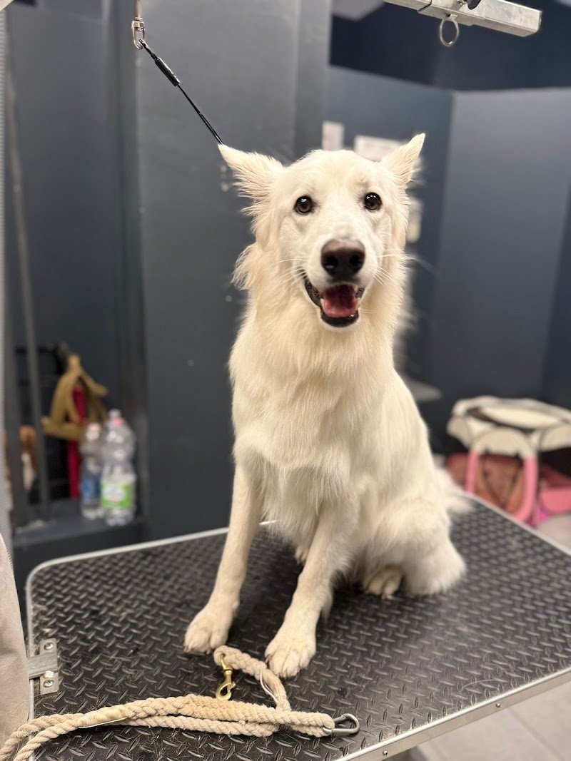 WashDog Bologna - Foto 2