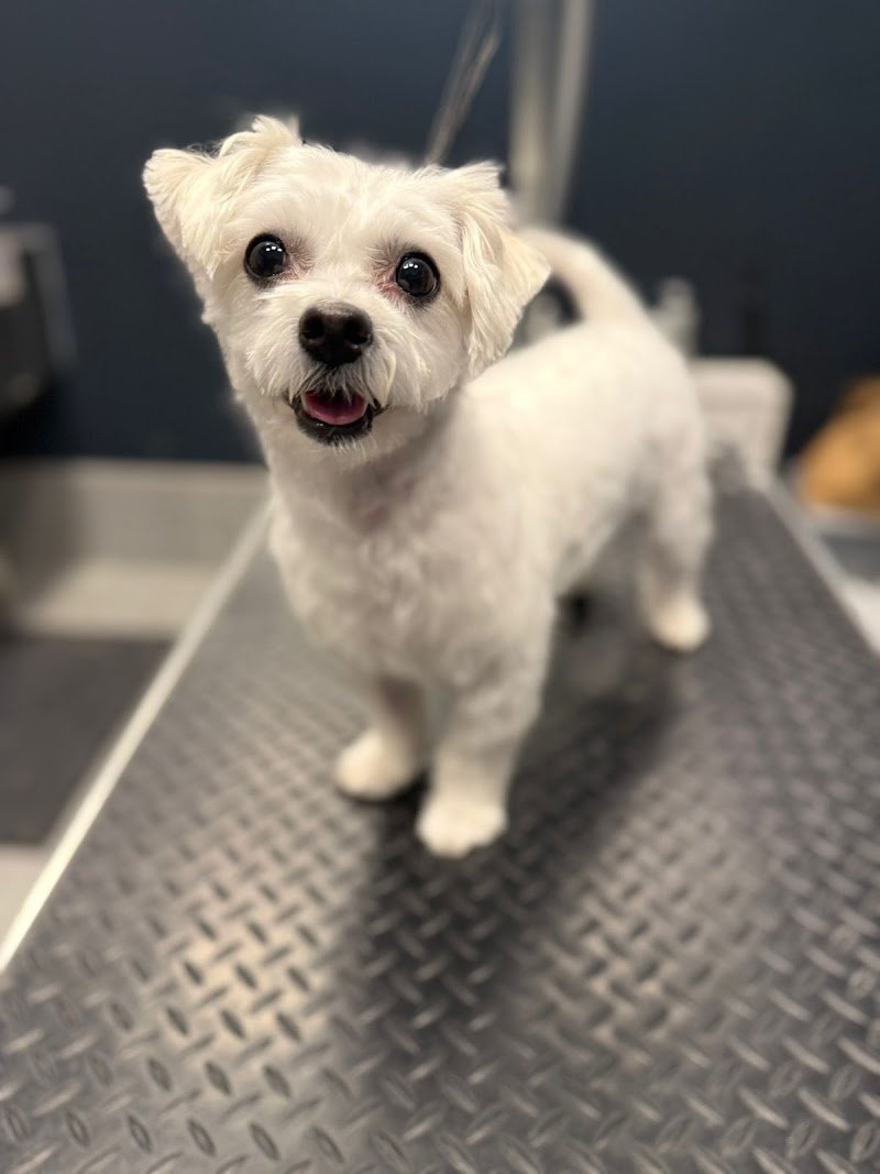 WashDog Bologna - Foto 5