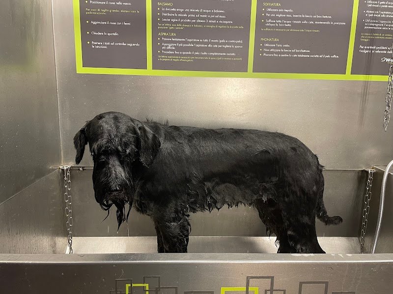 WashDog Bologna - Foto 6