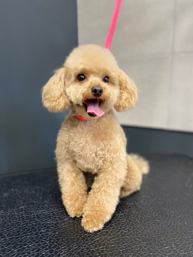 WashDog Busto Arsizio - Foto 2