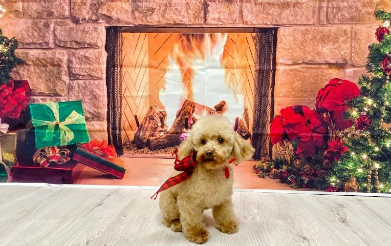 WashDog Busto Arsizio - Foto 3