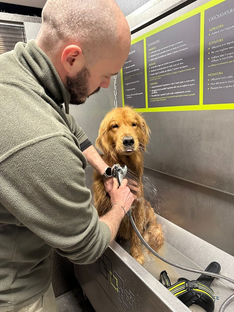 WashDog Busto Arsizio - Foto 4