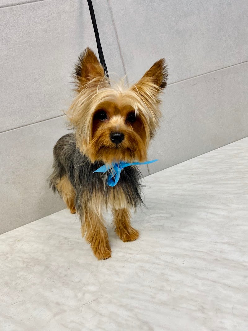 WashDog Busto Arsizio - Foto 5