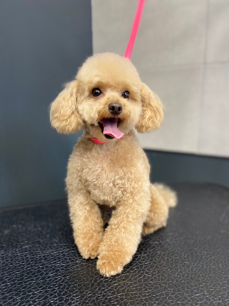 WashDog Busto Arsizio - Foto 3