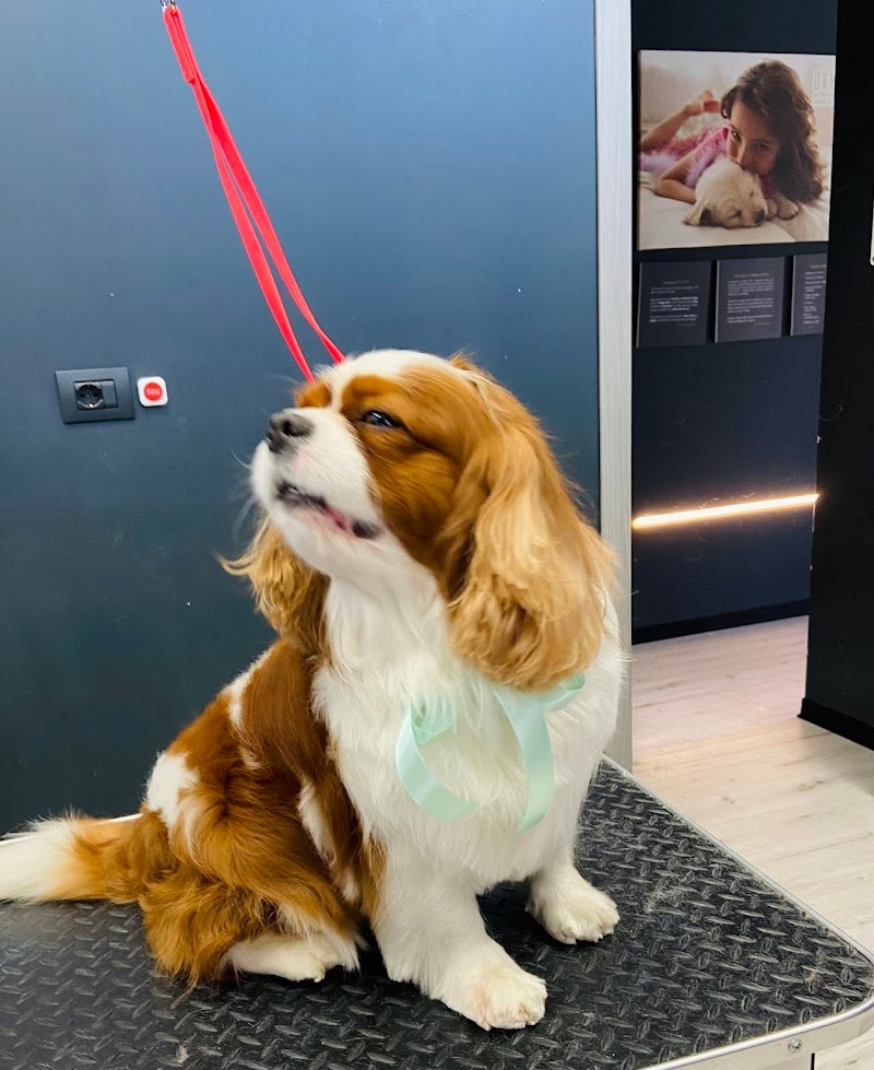 WashDog Busto Arsizio - Foto 5