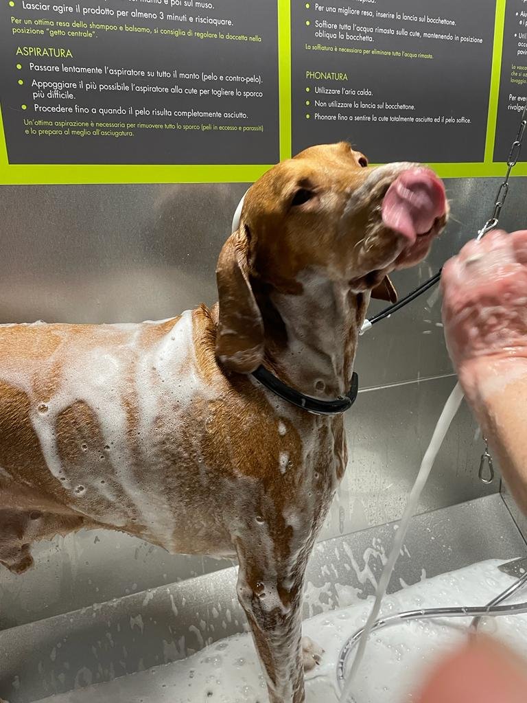 WashDog Marghera di Cristina Zamengo - Foto 4