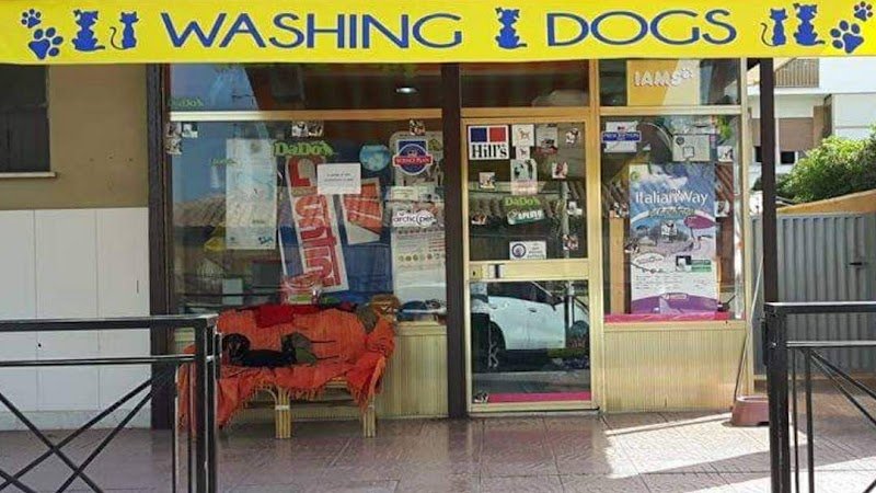Washing dog - Foto 1