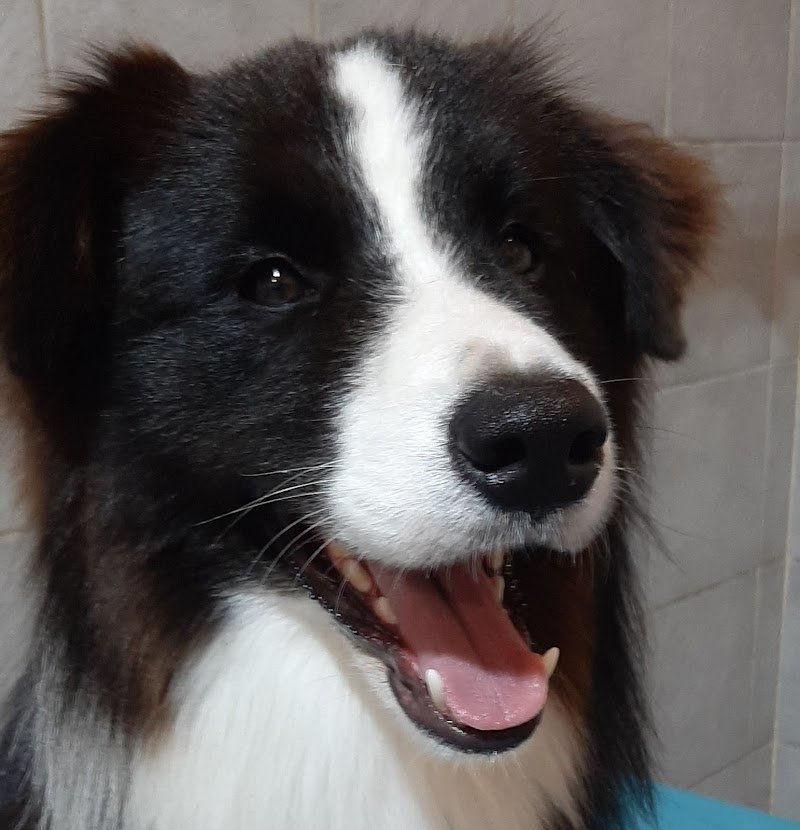 Washing dog - Foto 4