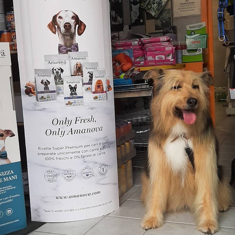 Washing dog - Foto 6