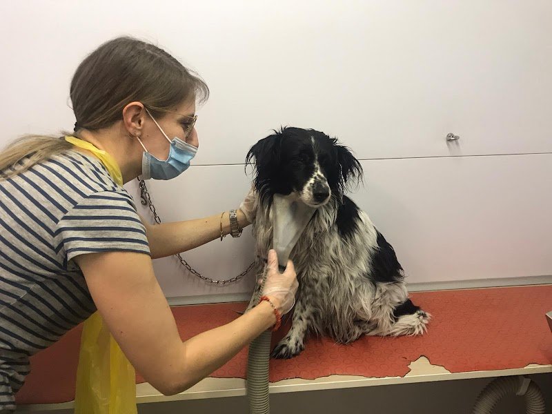 Wellness Dog Udine - Foto 4