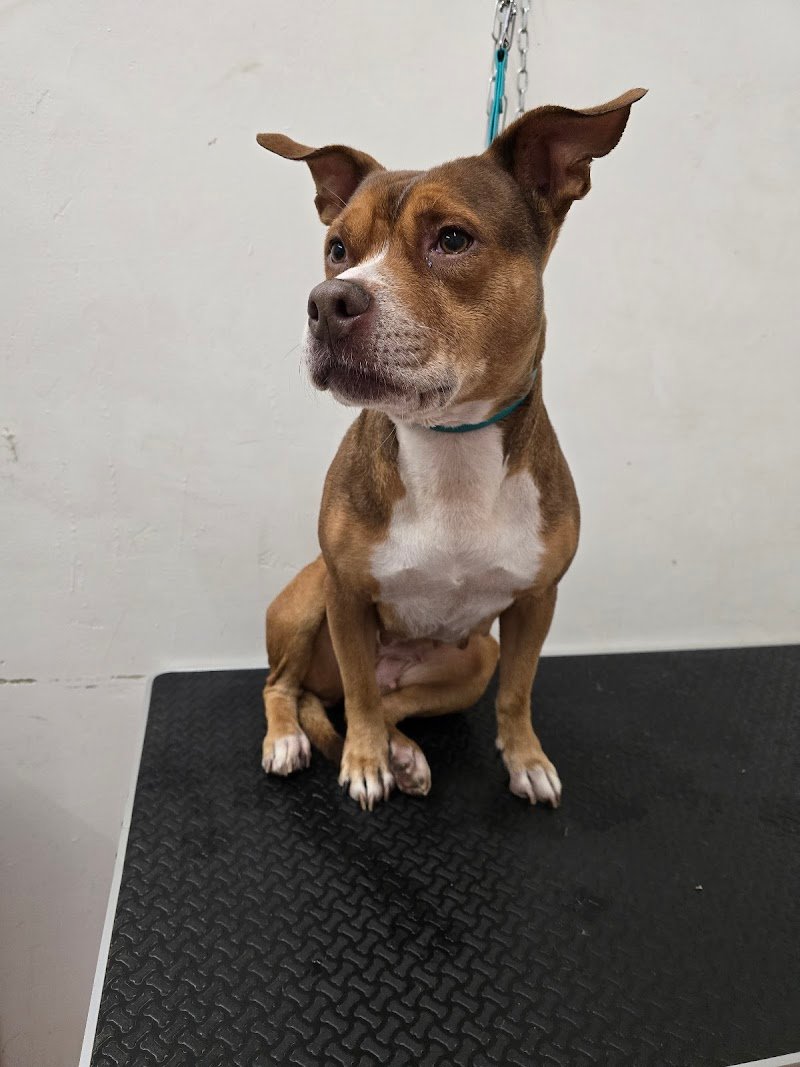 Westy land & friends - Foto 3