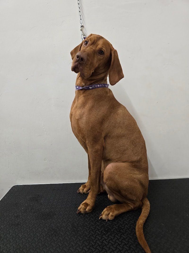 Westy land & friends - Foto 4