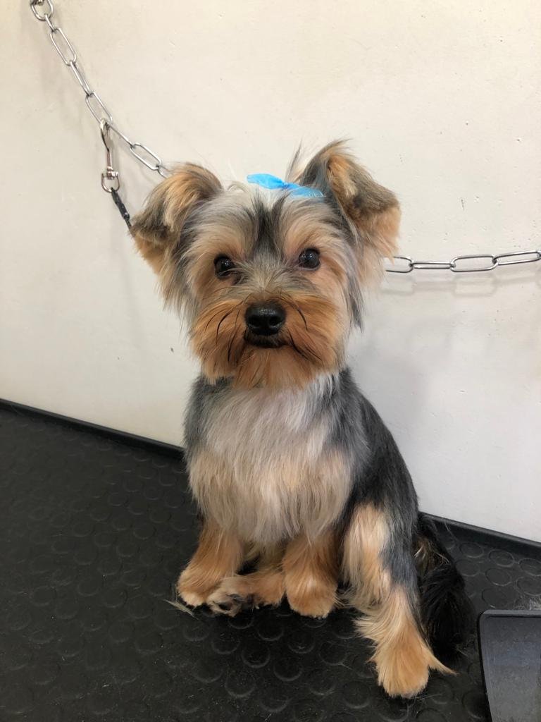 Westy land & friends - Foto 5