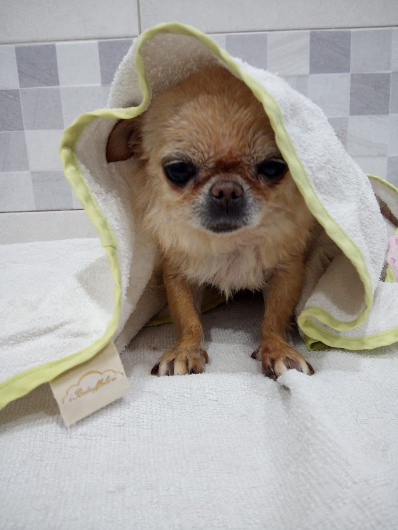 Willy & Pepe - Foto 1