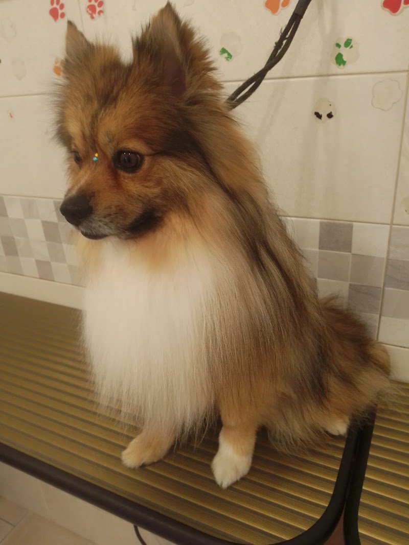 Willy & Pepe - Foto 2