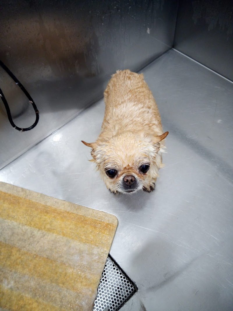 Willy & Pepe - Foto 3