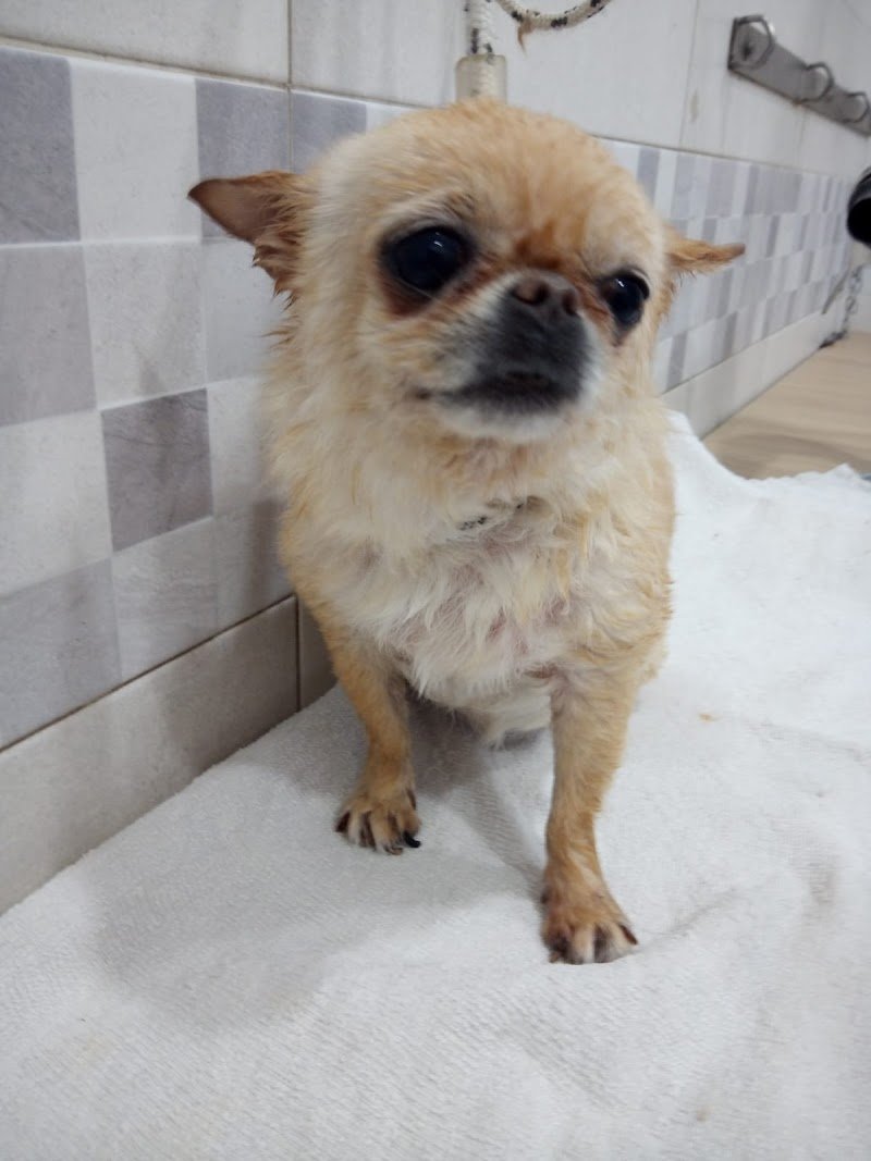 Willy & Pepe - Foto 4